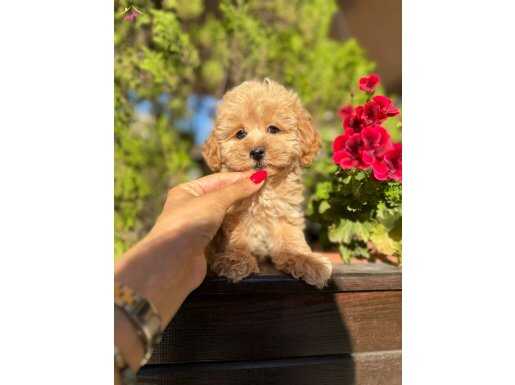 Sağlıklı Maltipoo yavrumuz