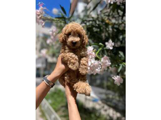 Sağlıklı poodle yavrumuz
