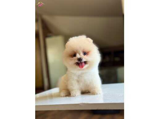 Sağlıklı ırk garantili Pomeranian boo
