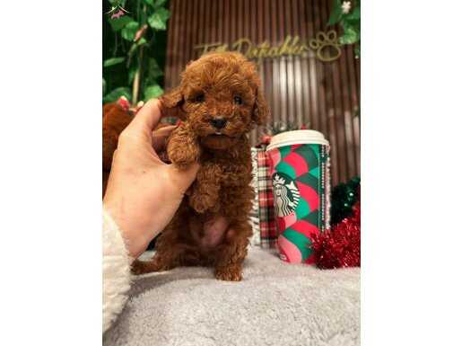 Sağlıklı ırk garantili Toy Poodle