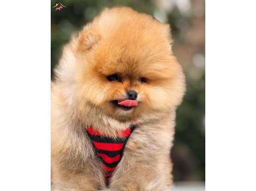 Sağlıklı ırk garantili Pomeranian Boo