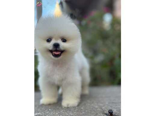 Sağlıklı ırk garantili Pomeranian boo