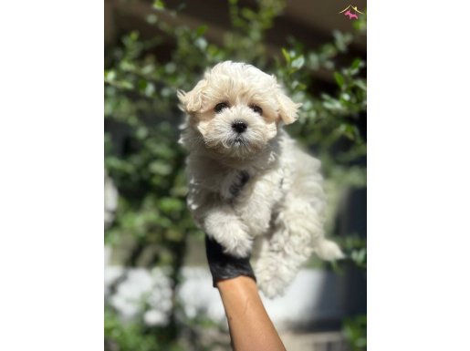 Sağlıklı Maltipoo yavrumu