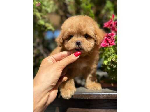 Sağlıklı Maltipoo yavrumuz
