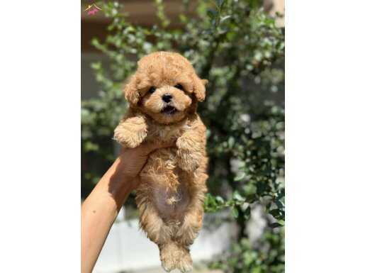 Sağlıklı Maltipoo yavrumuz