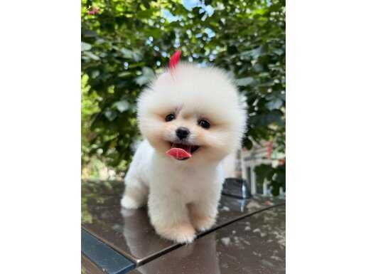 Sağlıklı Pomeranian yavrumuz