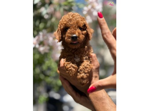 Sağlıklı Poodle Toy