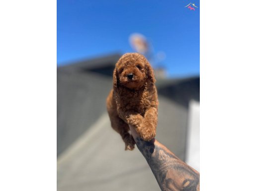 Sağlıklı Poodle yavrumuz