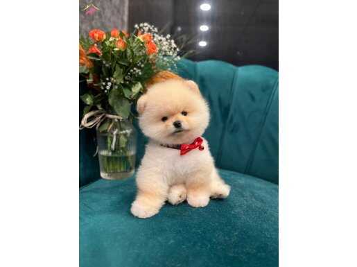 Sağlıklı Pomeranian boo
