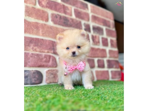 Sağlıklı ırk garantili Pomeranian boo