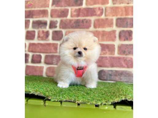 Sağlıklı Pomeranian boo