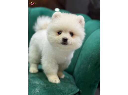 Sağlıklı Pomeranian boo