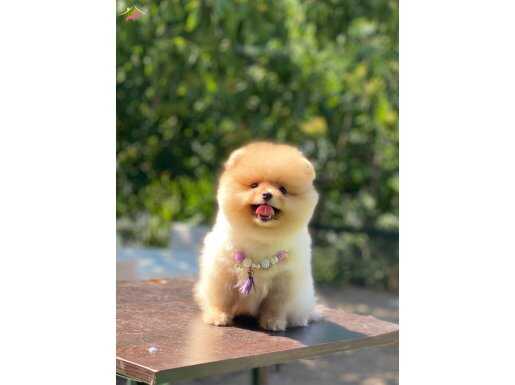 Sağlıklı Pomeranian boo 
