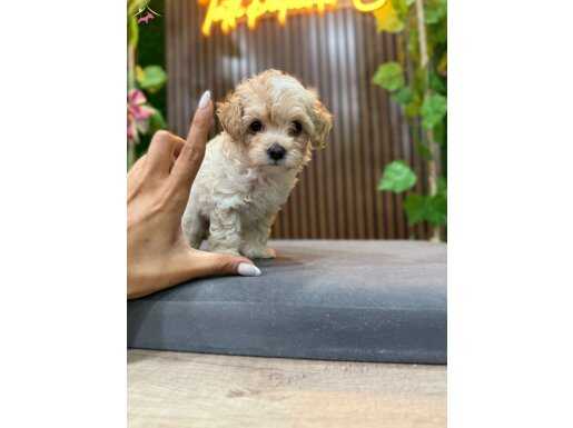Orijinal teacup Maltipoo