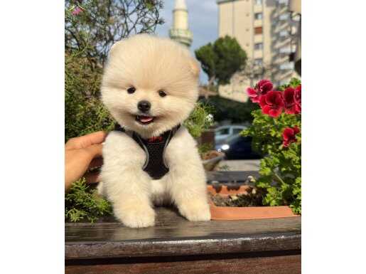 Sağlıklı pomeranian boo