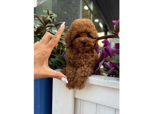 Irk garantili orijinal toy poodle