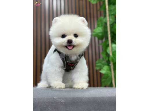 Sağlıklı pomeranian boo