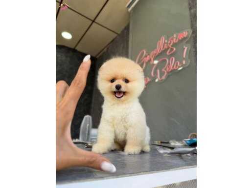 Güzel yüzlü pomeranian boo