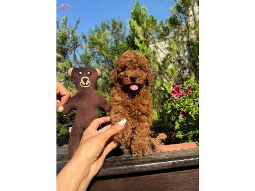 Erkek kore toy poodle