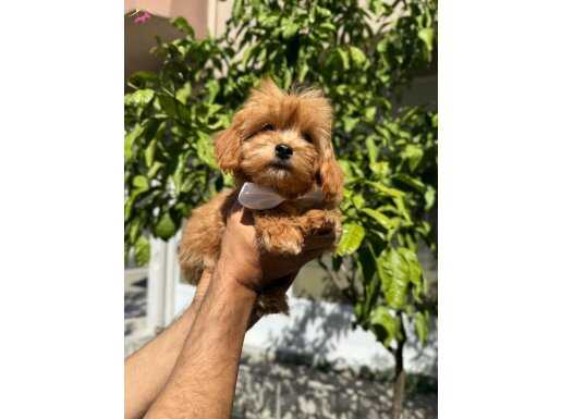 Etkileyici güzel yüzlü Maltipoo yavrumuz