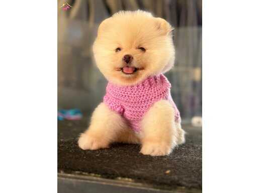Güzel yüzkü kızımız Pomeranian boo