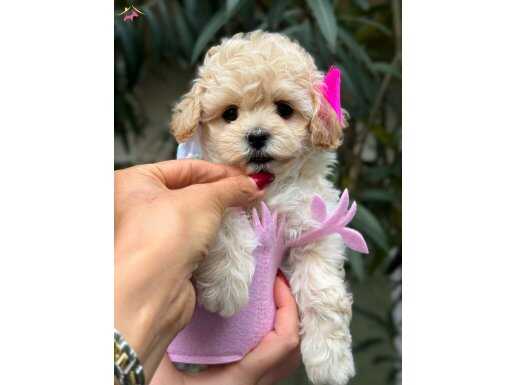 Güzel yüzlü maltipoo kızımız