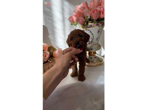 Bebek surat poodle Teacup yavrumuz