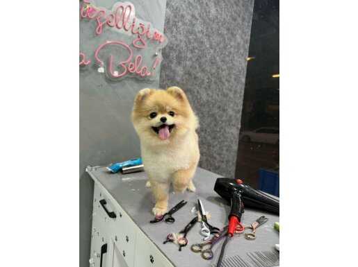 kumral ayı surat ağlumuz