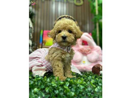 Bebek yüzlü kızımız Maltipoo