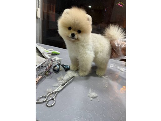 Şeker gibi pomeranian boo