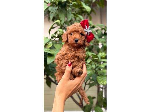 Sağlıklı güzel kızımız Poodle Toy