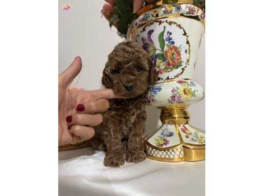 Biblo gibi güzel kızımız