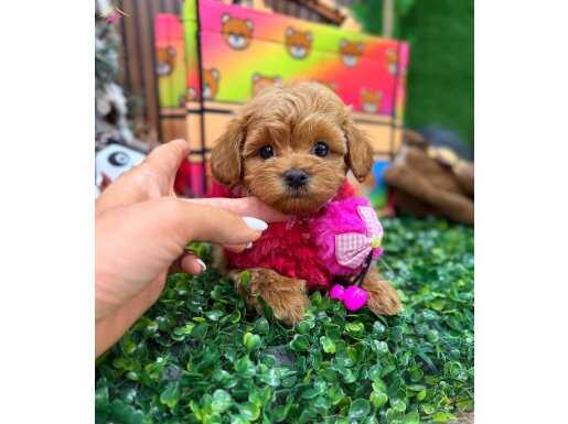 Bebek yüzlü kızımız