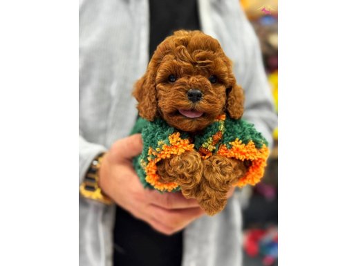 Kore poodle kızımız