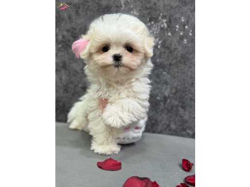 Şeker yavrumuz kore Maltese