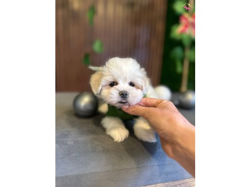 Yakışıklı oğlumuz Maltese