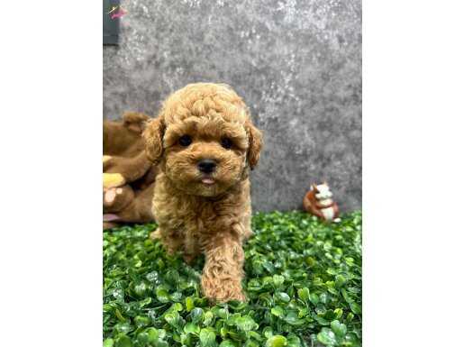 Yakışıklı oğlum Maltipoo