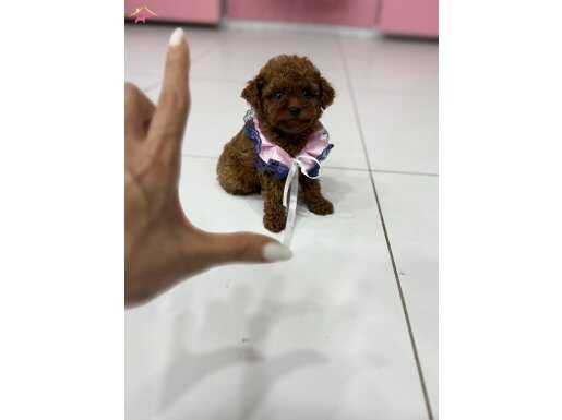 Güzel kızımız kore poodle