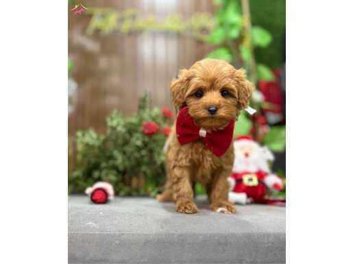 Prens oğlumuz teacup Maltipoo