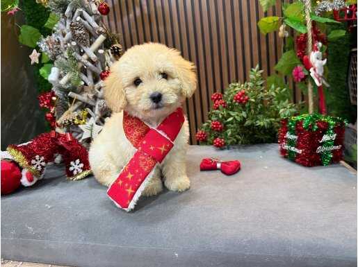 Pamuk oğlumuz Maltipoo