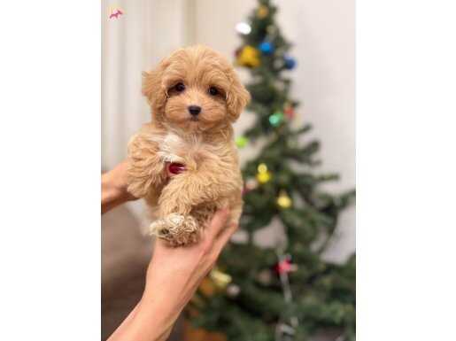 Güzel bebeğimiz maltipoo