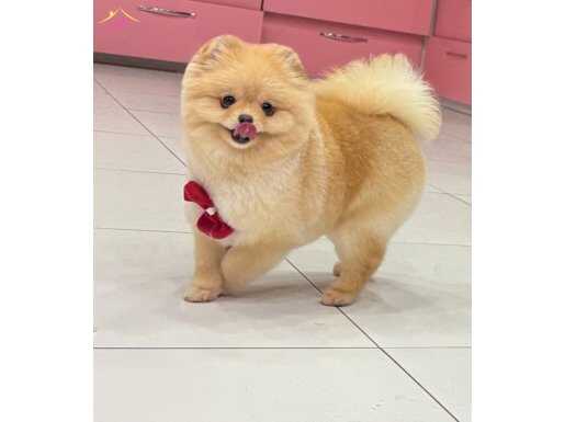 Orange güzel kızımız