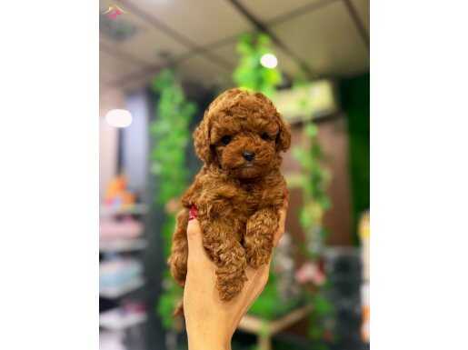 Yakışıklı oğlum teacup poodle