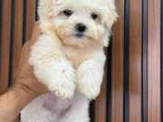 Orijinali maltipoo yavrusu