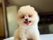 Sağlıklı ırk garantili Pomeranian boo