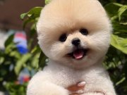 Sağlıklı orijinal pomeranian boo