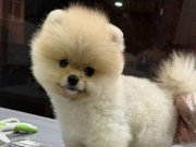 Şeker gibi pomeranian boo