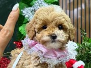 Bebek kızımız maltipoo