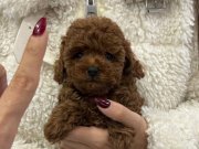 Dişi teacup poodle