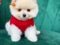 Sağlıklı pomeranian boo